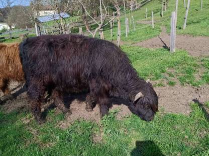 Bild 2:Hochlandrind Stier