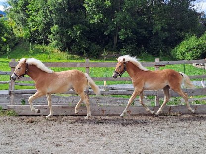 Bild 3:Haflinger Stutfohlen