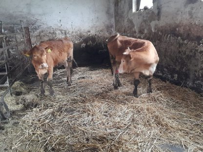 Verkaufe 2 Bio Kalbinnen