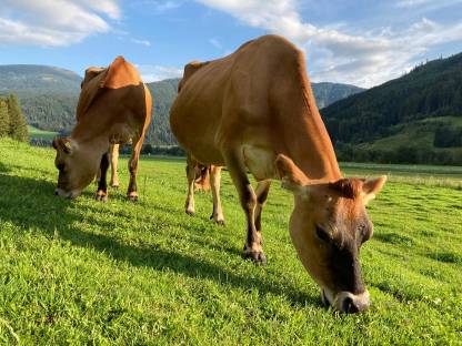 Jersey-Kälber aus Herdbuchzucht zu verkaufen