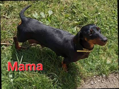 Bild 5:Zwergdackel Hündin