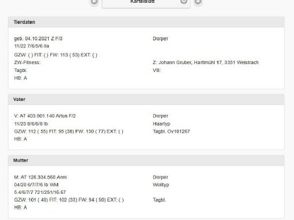 Bild 5:Dorper Schafbock, HZB-Zuchtbock