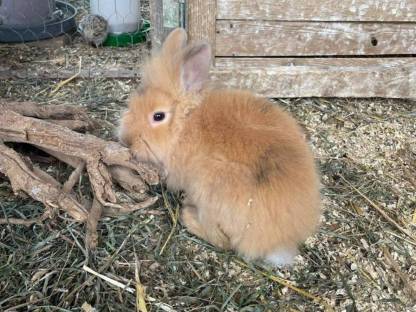 Bild 2:Zwergkaninchen Rammler aus Hobbyhaltung