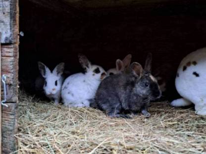 Bild 5:Hasen Dalmatiner Rex