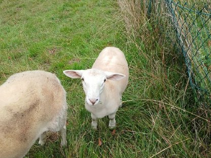 Bild 3:Nolana Jungbock