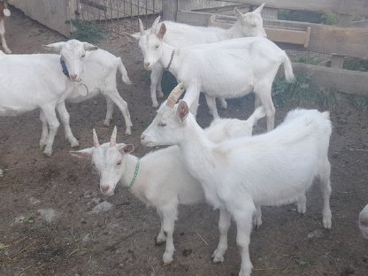 Bild 2:Saane-Ziegen Mädchen