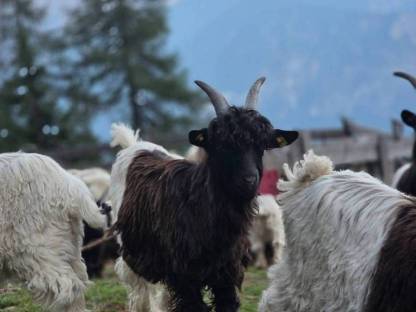 Bild 4:HB-fähige Walliser Schwarzhalsziegenböcke