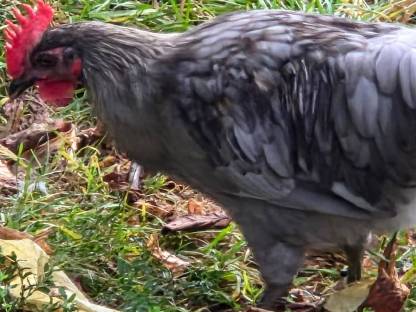 Bild 4:Marans Hähne