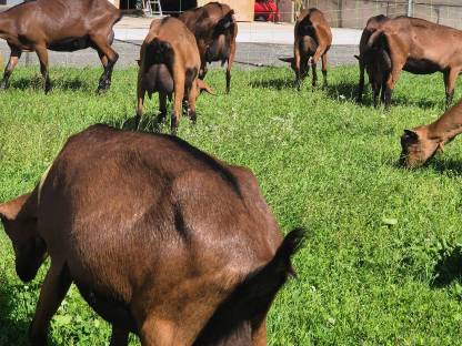 Bild 3:HB Gämsfarbige Gebirgsziegenkitze