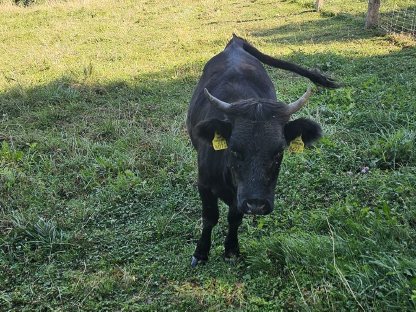 Bild 6:Dexter Rinder