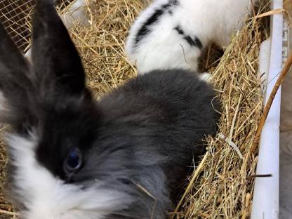 Bild 3:Zwergkaninchen