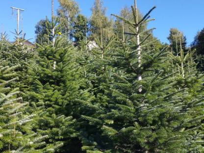 Bild 4:Nordmanntannen