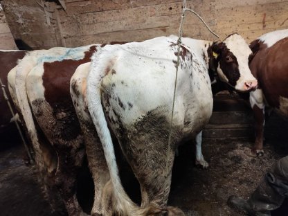 Bild 6:Trächtige Zuchtkalbinnen