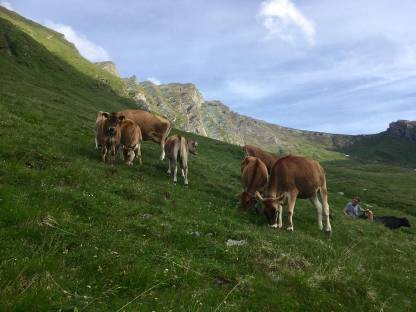 Bild 3:Jersey-Kälber aus Herdbuchzucht zu verkaufen