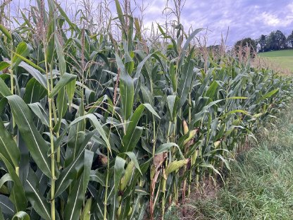 Bild 4:Silomais – Ballen / Lose - Ernte 2025