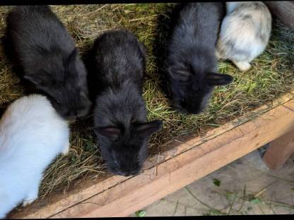 Bild 6:Löwenkopf Zwergkaninchen in allen Farben