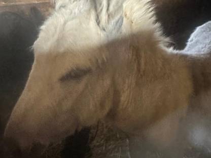 Bild 2:Esel Hengst weiß