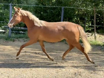 Bild 2:Jährlingsstute – Iberer × Reitpony Cross (Endmaß ca. 148 m)