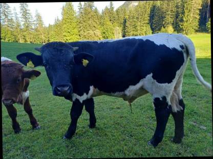 Bild 5:Pinzgauer Sprungstier