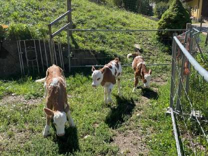 Bild 4:Bio-Stierkälber