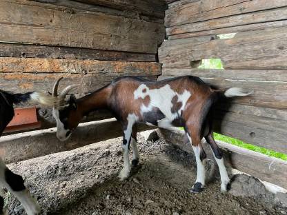 Bild 2:Tauernscheckenziegen HB