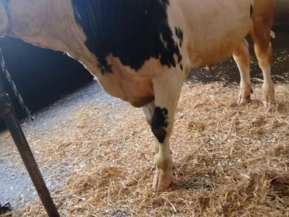 Bild 5:Deckbulle Weiß Blauer Belgier Bio Bulle