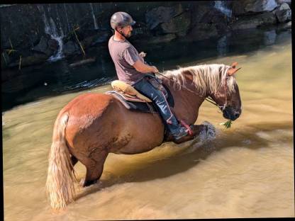 Bild 7:Ausritte mit so tollen Norikern