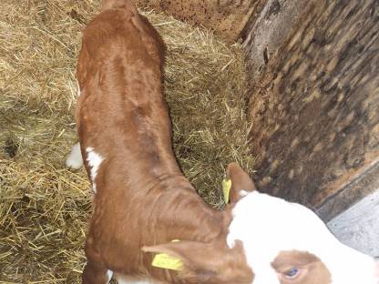 Bild 3:Fleckvieh Stierkalb