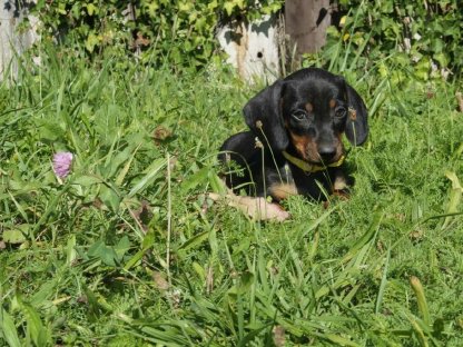 Bild 5:Standard Dackel Welpen suchen oh Traumzuhause