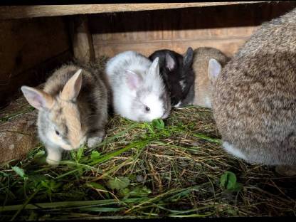 Bild 3:Liebe kleine Löwenkopf-Zwergkaninchen