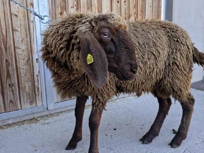 Bild 3:Brauner Bergschafwidder