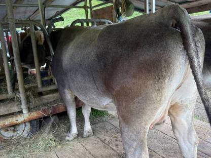 Bild 3:Tiroler Grauvieh Kuh Bio