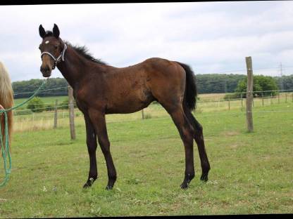 Bild 4:Zuckersüße Österreichische Warmblutfohlen