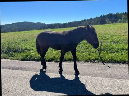 Bild 3:Norikerstutfohlen