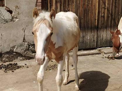 Bild 2:Paint Horse - Stute