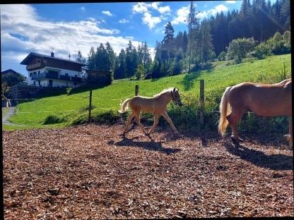 Bild 3:Haflinger Hengstfohlen Amigo