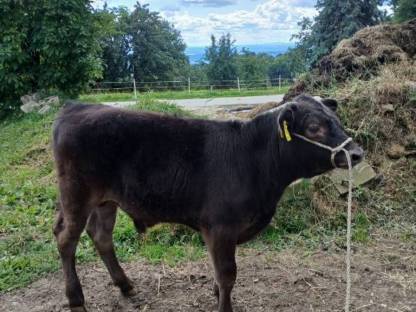 Bild 3:3× Kreuzungsstierkälber