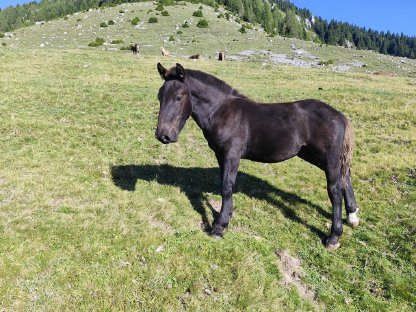 Bild 4:Noriker Hengstfohlen