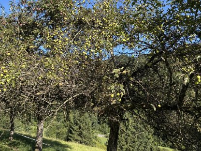Bild 4:Bio Äpfel Zwetschgen und Mostbirnen