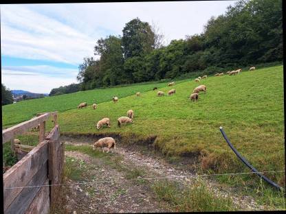 Kerry Hill Sheep Böcke