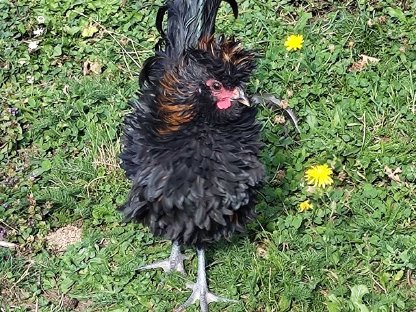 Bild 4:Junger Strupphahn zu vergeben