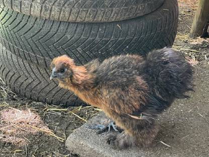 Bild 2:Seidenhühner & Mixe