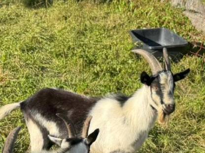 Bild 2:Pfauenziegen Jung-Böcke