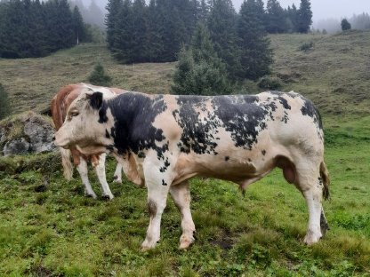 Bio Sprungstier