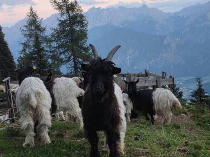 Bild 6:HB-fähige Walliser Schwarzhalsziegenböcke