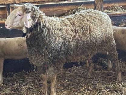 Bild 2:Merino Widder