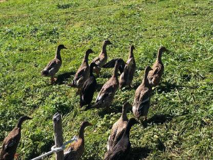 Bild 2:Enten, Laufenten