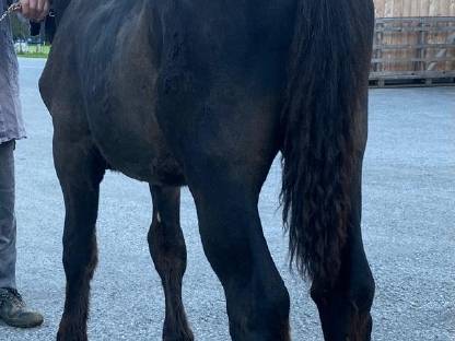 Bild 6:Noriker Hengstfohlen Rappe