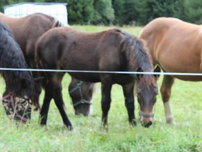 Bild 2:Noriker Hengst mit ausgezeichneter Abstammung