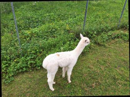 Bild 3:Alpaka-Stute mit Fohlen